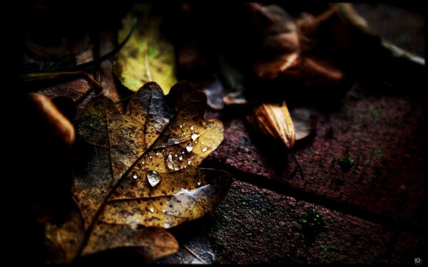 Autumn_Jewels_II_by_l8.jpg