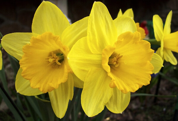 daffodils.jpeg